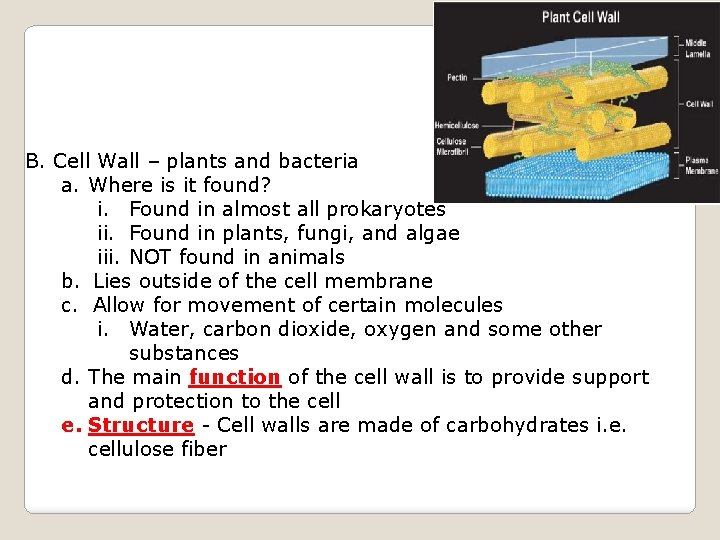 B. Cell Wall – plants and bacteria a. Where is it found? i. Found