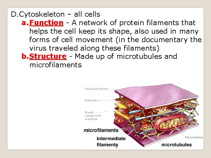 D. Cytoskeleton – all cells a. Function - A network of protein filaments that