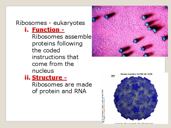 Ribosomes - eukaryotes i. Function Ribosomes assemble proteins following the coded instructions that come