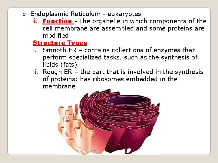 b. Endoplasmic Reticulum - eukaryotes i. Function - The organelle in which components of