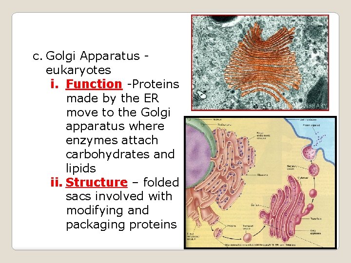 c. Golgi Apparatus eukaryotes i. Function -Proteins made by the ER move to the