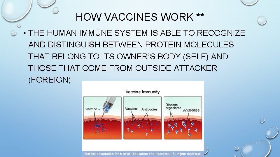 HOW VACCINES WORK ** • THE HUMAN IMMUNE SYSTEM IS ABLE TO RECOGNIZE AND