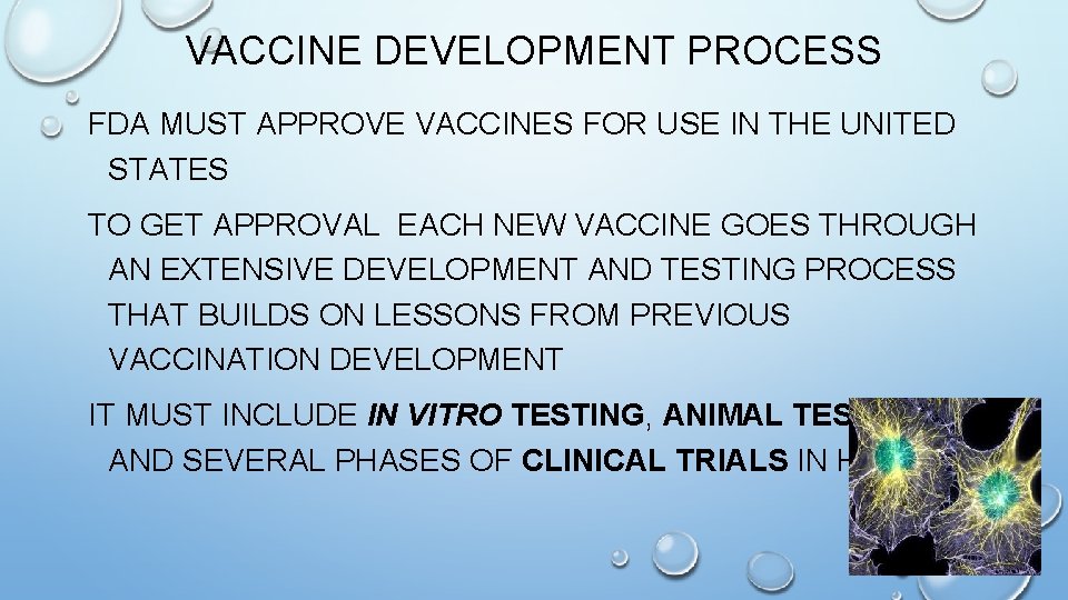 VACCINE DEVELOPMENT PROCESS FDA MUST APPROVE VACCINES FOR USE IN THE UNITED STATES TO
