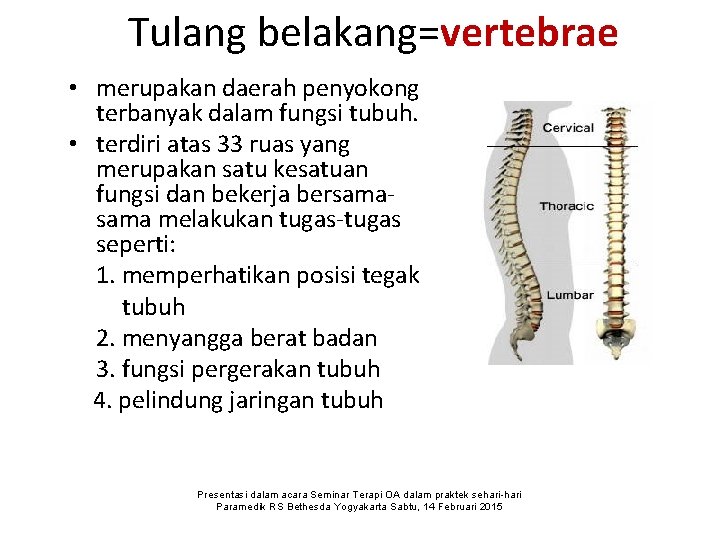 Tulang belakang=vertebrae • merupakan daerah penyokong terbanyak dalam fungsi tubuh. • terdiri atas 33