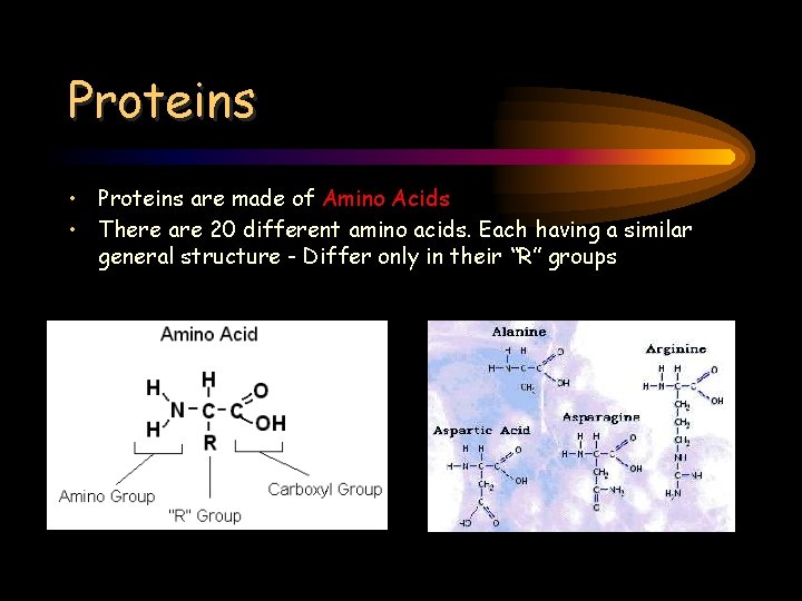 Proteins • Proteins are made of Amino Acids • There are 20 different amino