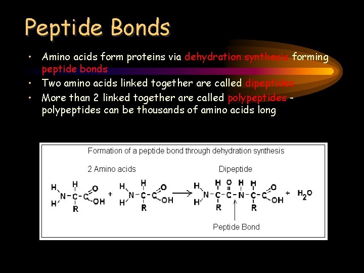 Peptide Bonds • Amino acids form proteins via dehydration synthesis forming peptide bonds •