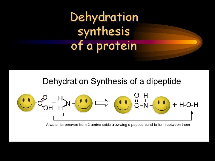 Dehydration synthesis of a protein 