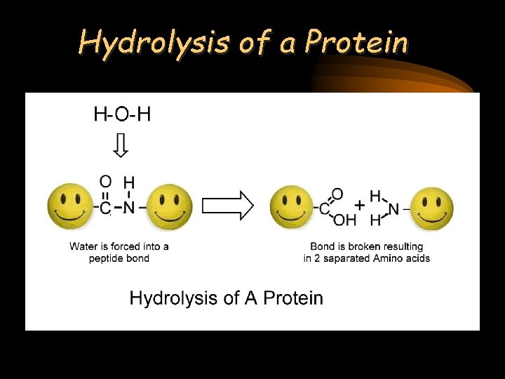 Hydrolysis of a Protein 