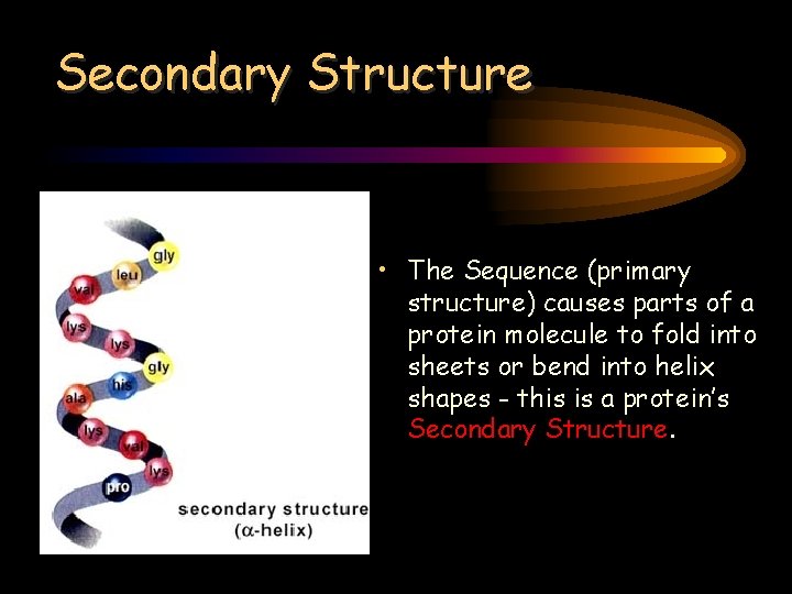 Secondary Structure • The Sequence (primary structure) causes parts of a protein molecule to