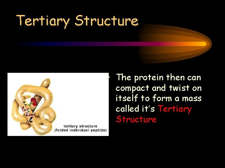 Tertiary Structure • The protein then can compact and twist on itself to form