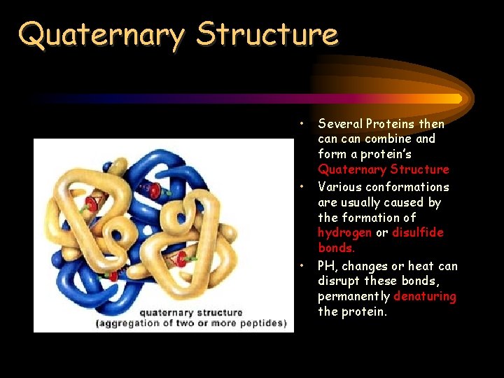 Quaternary Structure • • • Several Proteins then can combine and form a protein’s