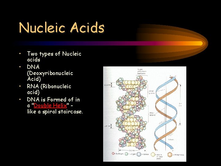 Nucleic Acids • • Two types of Nucleic acids DNA (Deoxyribonucleic Acid) RNA (Ribonucleic