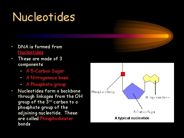 Nucleotides • • • DNA is formed from Nucleotides These are made of 3