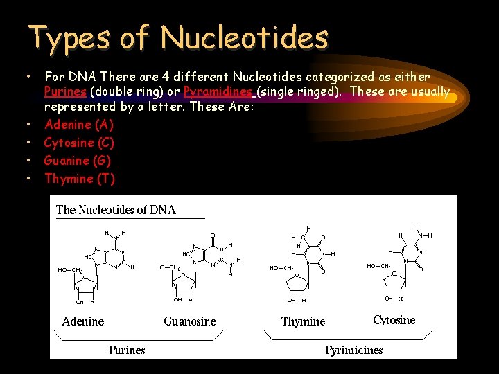 Types of Nucleotides • • • For DNA There are 4 different Nucleotides categorized