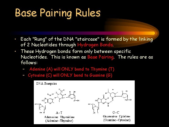 Base Pairing Rules • Each "Rung" of the DNA "staircase" is formed by the