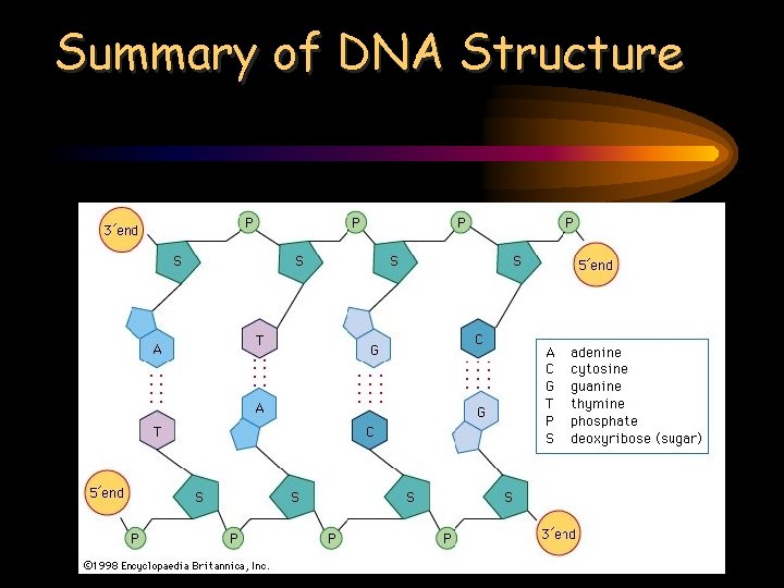 Summary of DNA Structure 