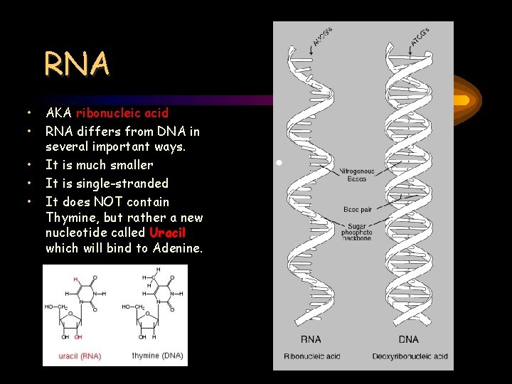 RNA • • • AKA ribonucleic acid RNA differs from DNA in several important