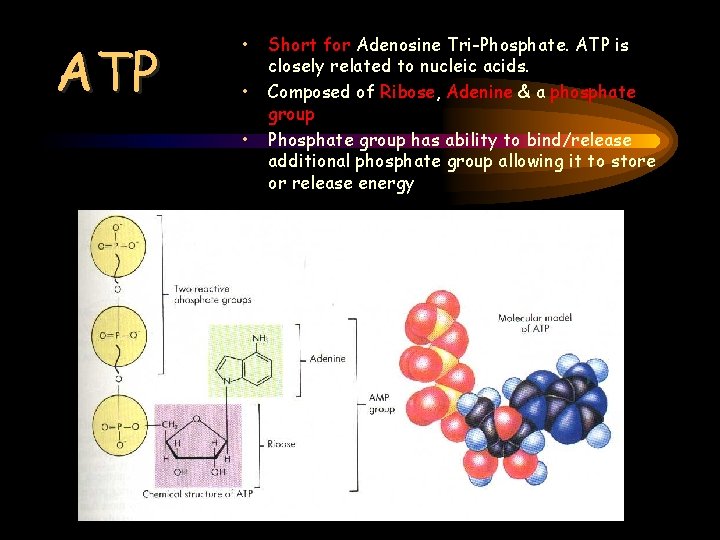 ATP • • • Short for Adenosine Tri-Phosphate. ATP is closely related to nucleic
