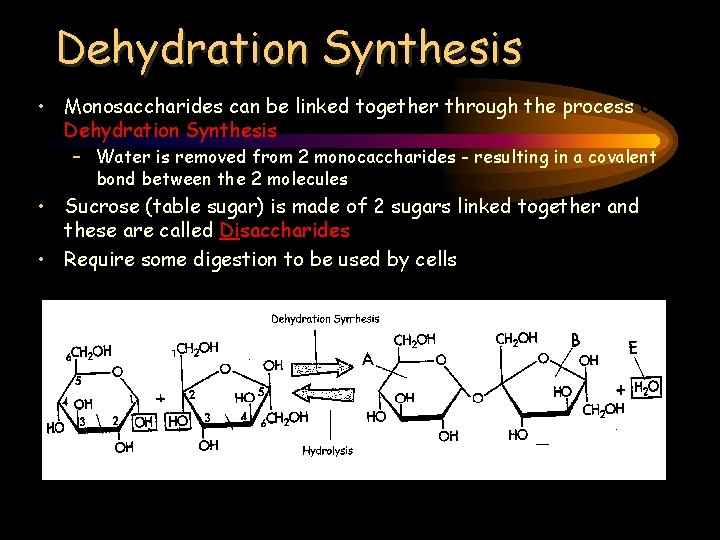 Dehydration Synthesis • Monosaccharides can be linked together through the process of Dehydration Synthesis