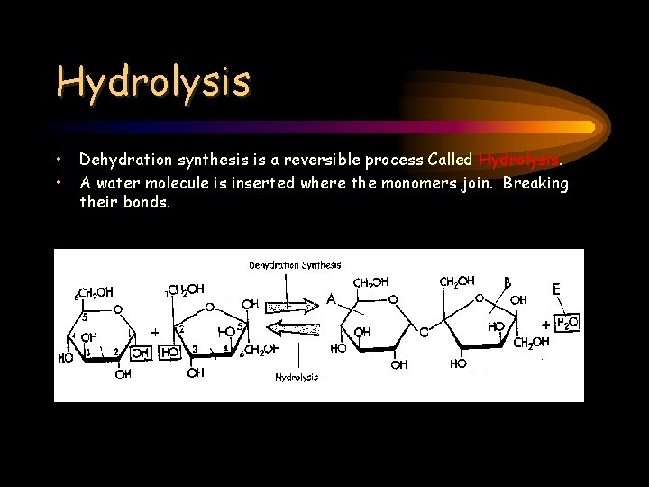 Hydrolysis • • Dehydration synthesis is a reversible process Called Hydrolysis. A water molecule