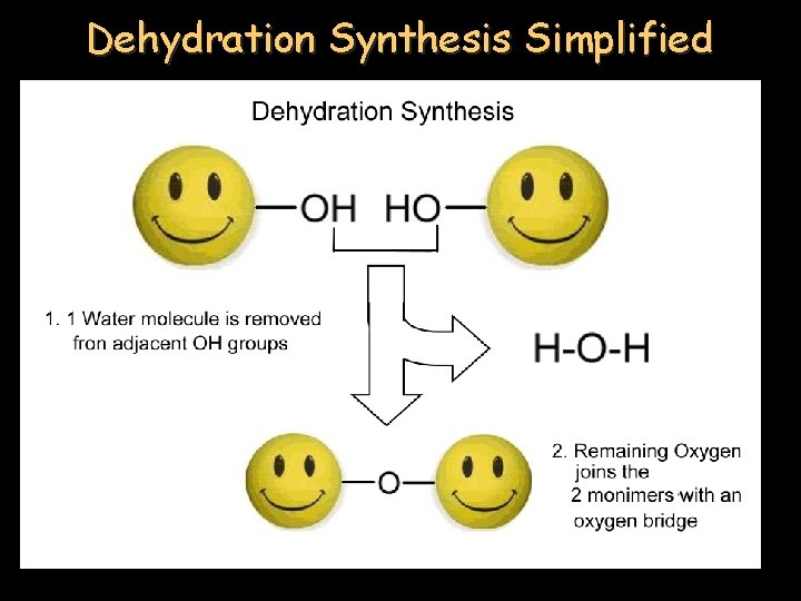 Dehydration Synthesis Simplified 