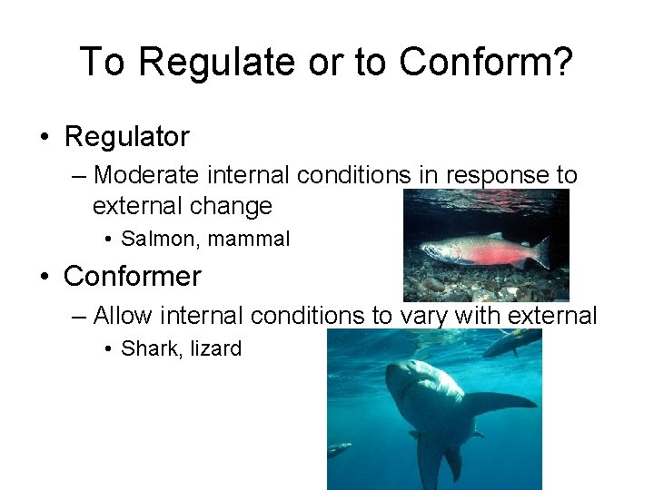 To Regulate or to Conform? • Regulator – Moderate internal conditions in response to