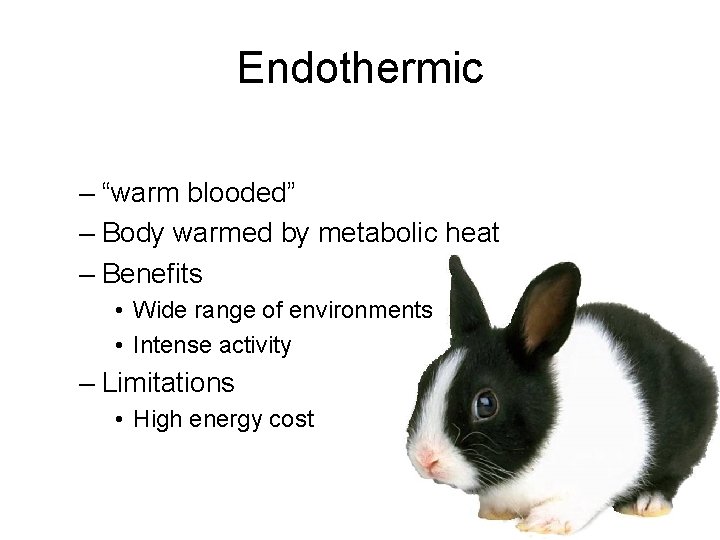 Endothermic – “warm blooded” – Body warmed by metabolic heat – Benefits • Wide