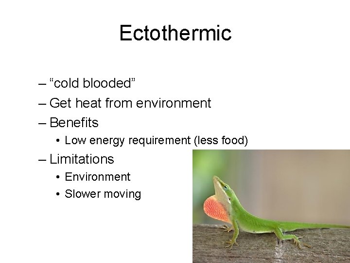Ectothermic – “cold blooded” – Get heat from environment – Benefits • Low energy