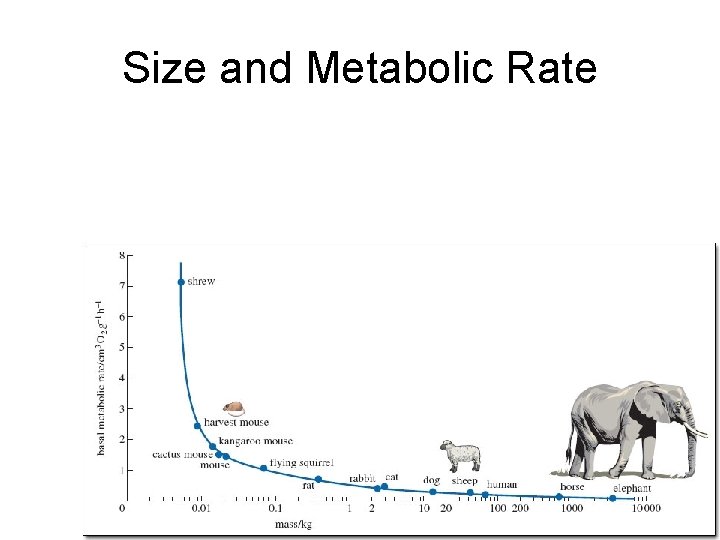 Size and Metabolic Rate 