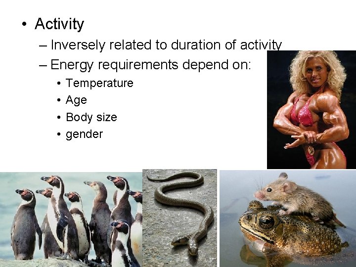  • Activity – Inversely related to duration of activity – Energy requirements depend