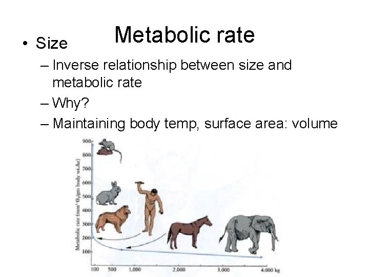  • Size Metabolic rate – Inverse relationship between size and metabolic rate –