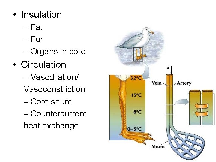  • Insulation – Fat – Fur – Organs in core • Circulation –