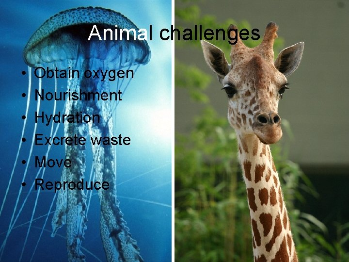 Animal challenges • • • Obtain oxygen Nourishment Hydration Excrete waste Move Reproduce 
