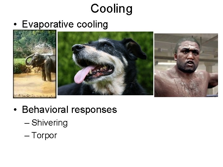Cooling • Evaporative cooling • Behavioral responses – Shivering – Torpor 