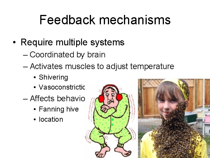 Feedback mechanisms • Require multiple systems – Coordinated by brain – Activates muscles to