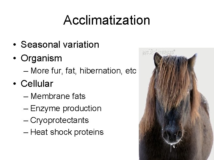 Acclimatization • Seasonal variation • Organism – More fur, fat, hibernation, etc • Cellular