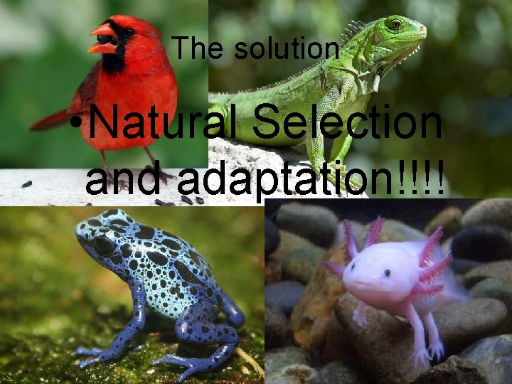 The solution • Natural Selection and adaptation!!!! 