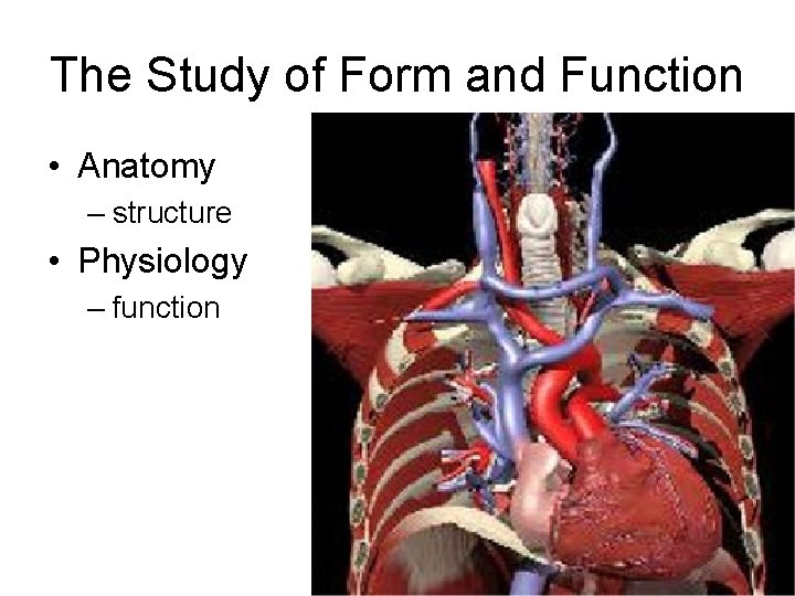 The Study of Form and Function • Anatomy – structure • Physiology – function