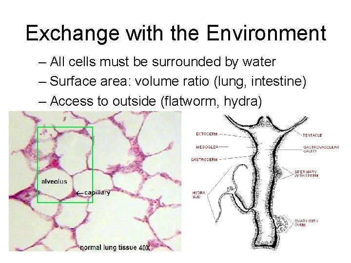 Exchange with the Environment – All cells must be surrounded by water – Surface