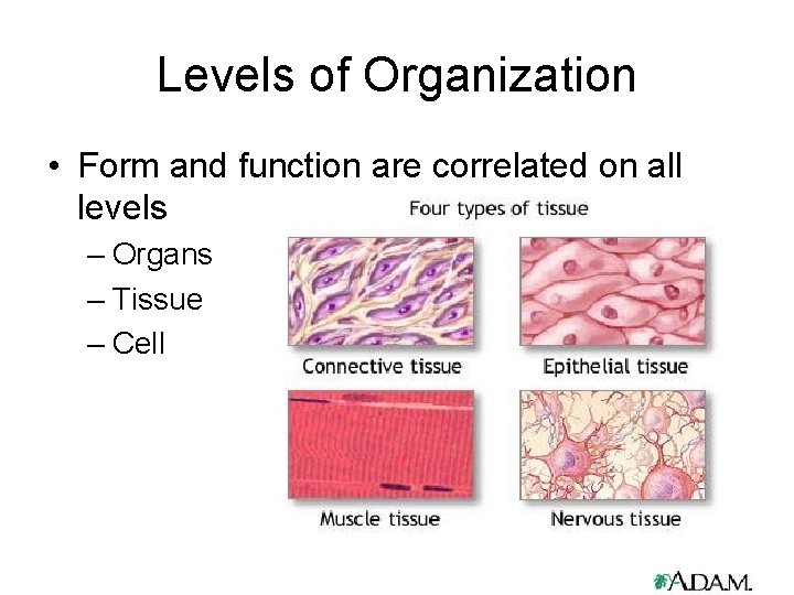 Levels of Organization • Form and function are correlated on all levels – Organs