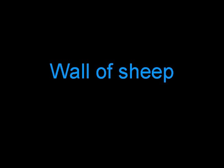 Wall of sheep 