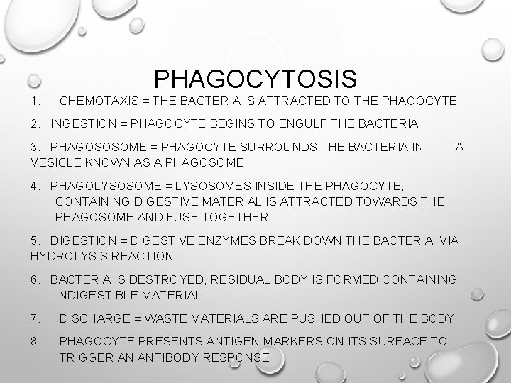 PHAGOCYTOSIS 1. CHEMOTAXIS = THE BACTERIA IS ATTRACTED TO THE PHAGOCYTE 2. INGESTION =