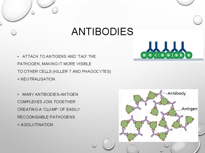 ANTIBODIES • ATTACH TO ANTIGENS AND ‘TAG’ THE PATHOGEN, MAKING IT MORE VISIBLE TO