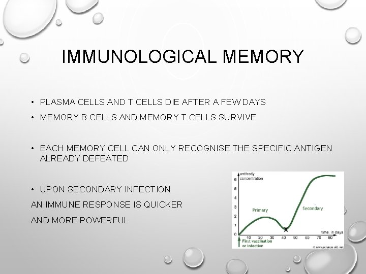 IMMUNOLOGICAL MEMORY • PLASMA CELLS AND T CELLS DIE AFTER A FEW DAYS •