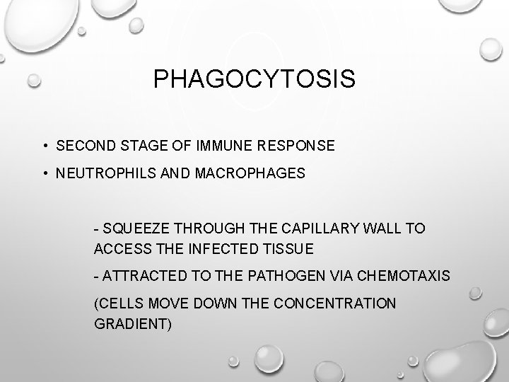 PHAGOCYTOSIS • SECOND STAGE OF IMMUNE RESPONSE • NEUTROPHILS AND MACROPHAGES - SQUEEZE THROUGH