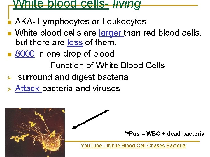 White blood cells- living n n n Ø Ø AKA- Lymphocytes or Leukocytes White