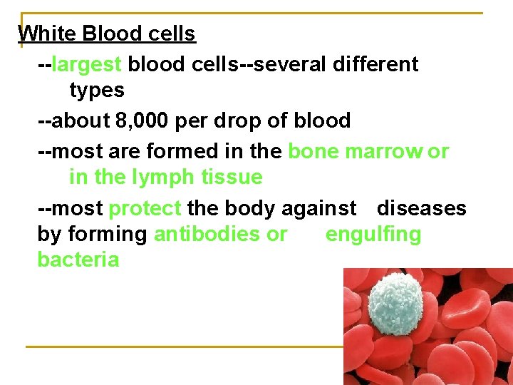 White Blood cells --largest blood cells--several different types --about 8, 000 per drop of