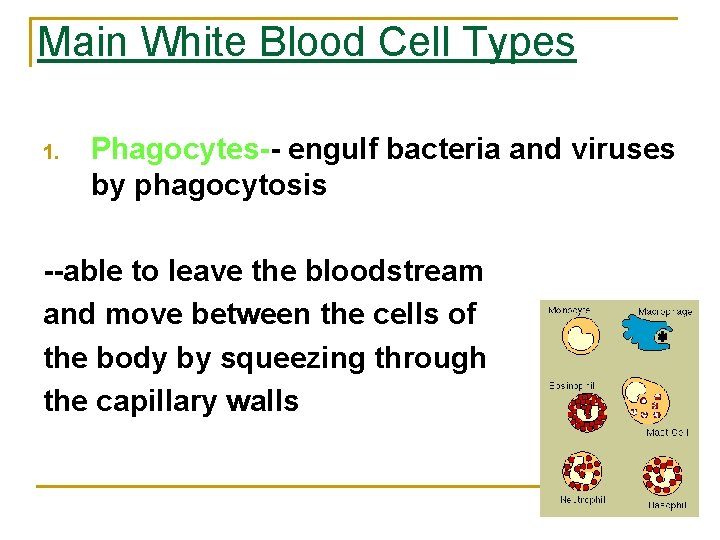 Main White Blood Cell Types 1. Phagocytes-- engulf bacteria and viruses by phagocytosis --able