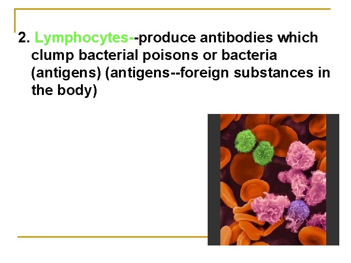 2. Lymphocytes--produce antibodies which clump bacterial poisons or bacteria (antigens) (antigens--foreign substances in the