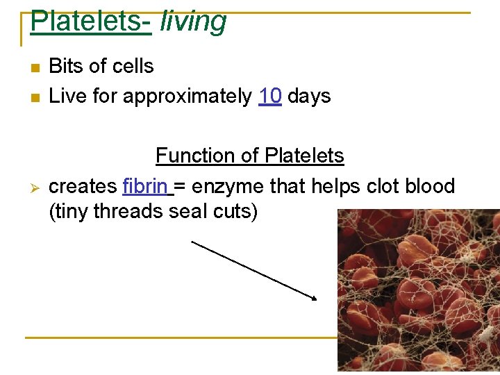 Platelets- living n n Ø Bits of cells Live for approximately 10 days Function
